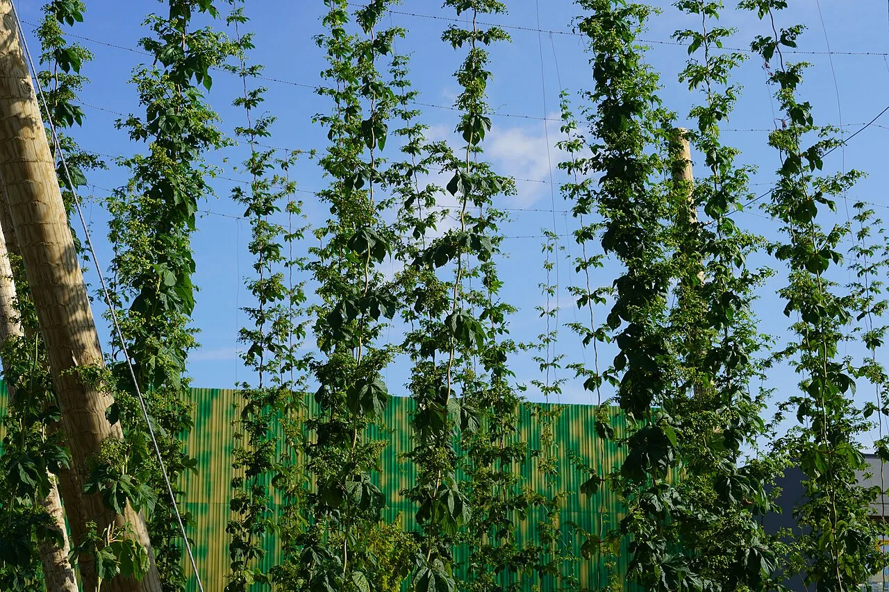 Hop cultivation beside a brewery logistics facility