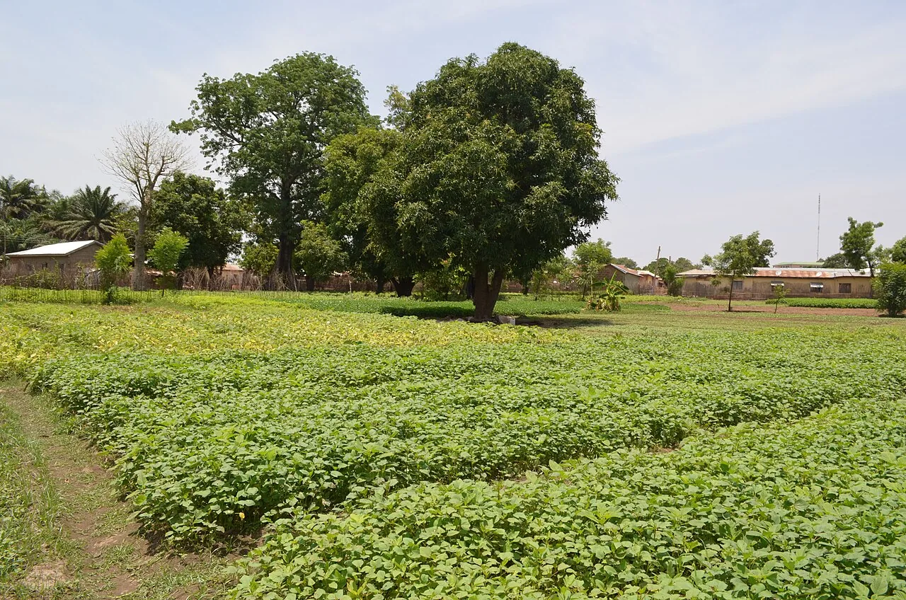 Vegetable Farm in Northern Ghana